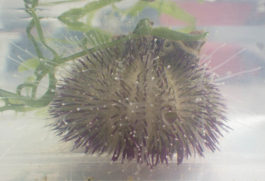 Temnopleurus alexandri　アルビノ個体　ウニ　殻 Temnopleurus alexandri アルビノ個体 ウニ 殻 Temnopleurus alexandri